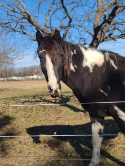 Parkton Animal Oasis - Parkton, NC