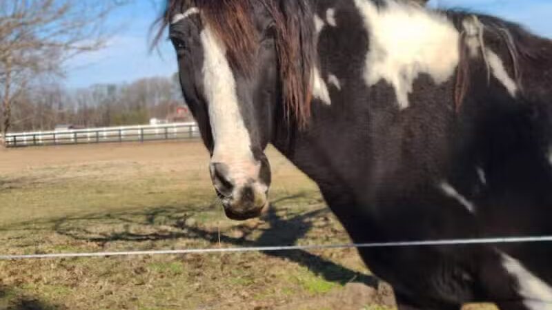 Parkton Animal Oasis - Parkton, NC
