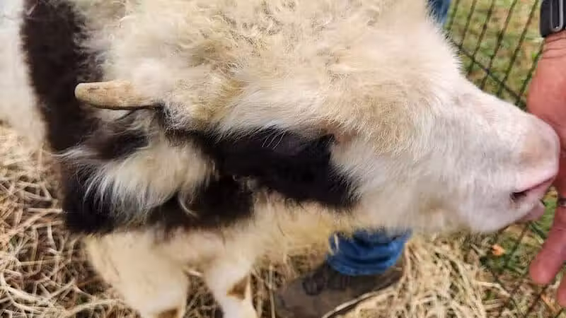 Parkton Animal Oasis - Parkton, NC
