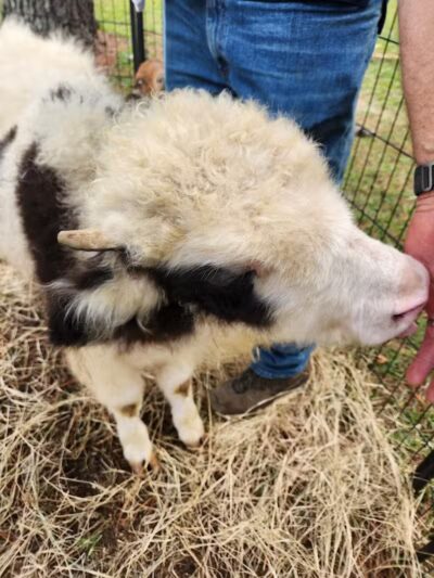 Parkton Animal Oasis - Parkton, NC