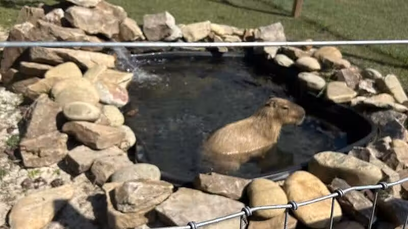 Parkton Animal Oasis - Parkton, NC