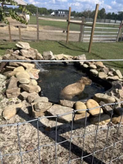 Parkton Animal Oasis - Parkton, NC