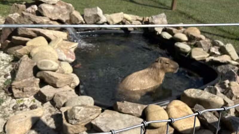 Parkton Animal Oasis - Parkton, NC