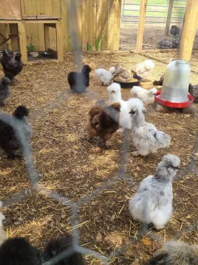 Parkton Animal Oasis - Parkton, NC