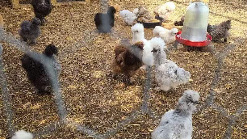 Parkton Animal Oasis - Parkton, NC