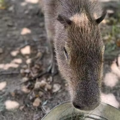 Parkton Animal Oasis - Parkton, NC