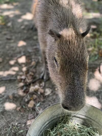 Parkton Animal Oasis - Parkton, NC