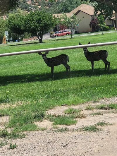 Lions Park - Parowan, UT
