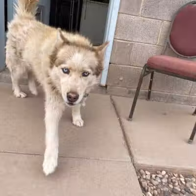 Parowan Animal Assistance League - Parowan, UT