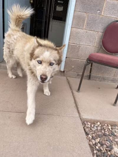 Parowan Animal Assistance League - Parowan, UT