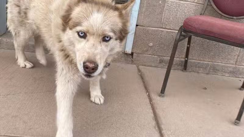 Parowan Animal Assistance League - Parowan, UT