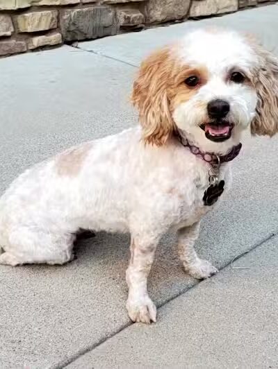 Parowan Pet Parlor & Self Service Dog Wash - Parowan, UT