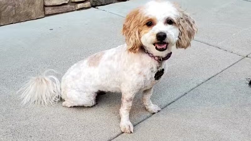 Parowan Pet Parlor & Self Service Dog Wash - Parowan, UT