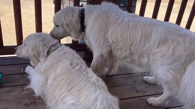 Parowan Pet Parlor & Self Service Dog Wash - Parowan, UT