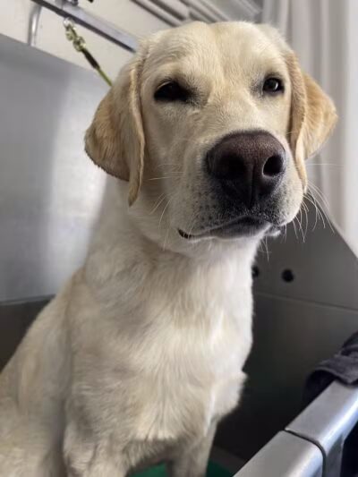 Parowan Pet Parlor & Self Service Dog Wash - Parowan, UT