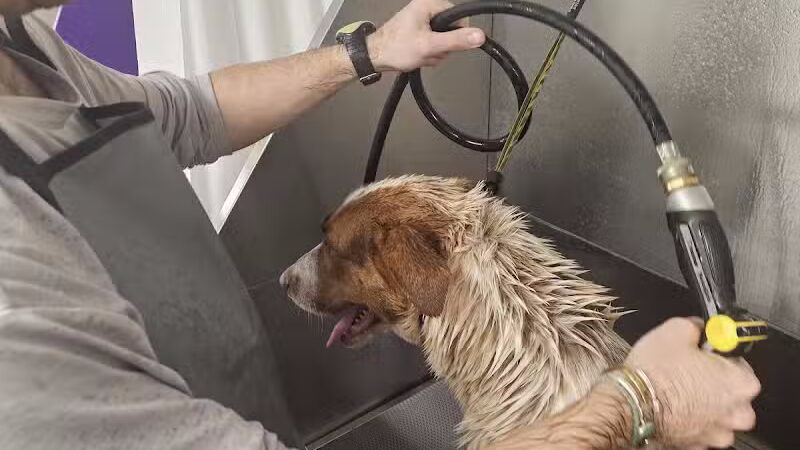 Parowan Pet Parlor & Self Service Dog Wash - Parowan, UT