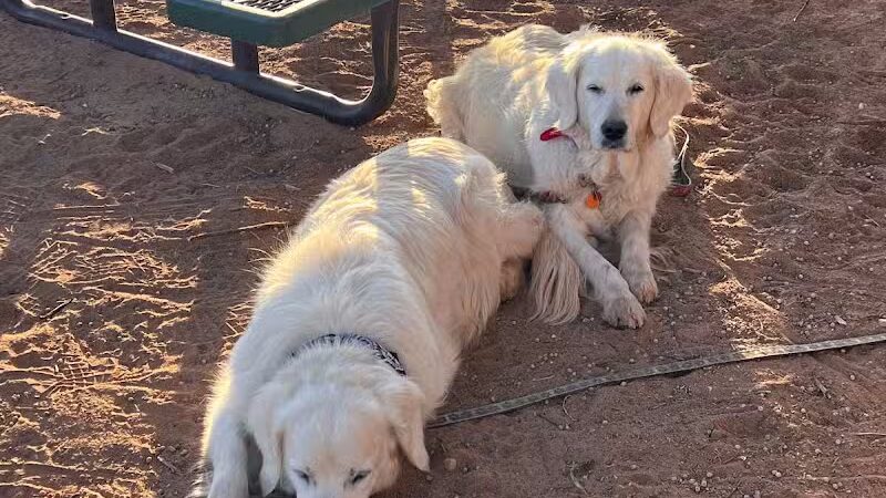 Parowan Pet Parlor & Self Service Dog Wash - Parowan, UT