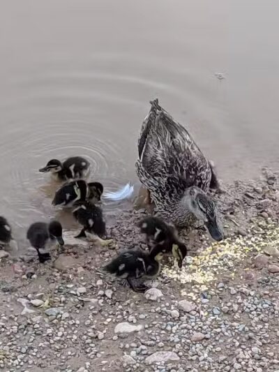 Parowan Pond - Parowan, UT