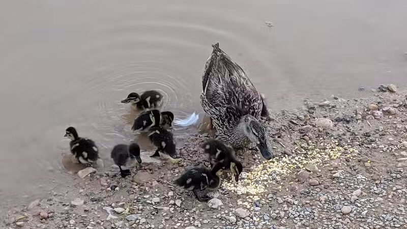 Parowan Pond - Parowan, UT
