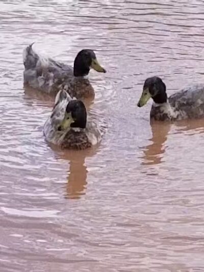 Parowan Pond - Parowan, UT