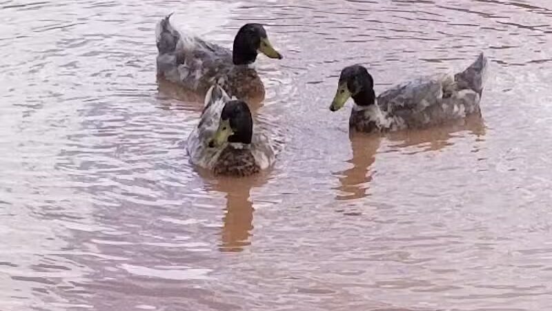 Parowan Pond - Parowan, UT