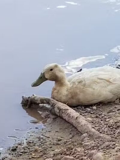 Parowan Pond - Parowan, UT