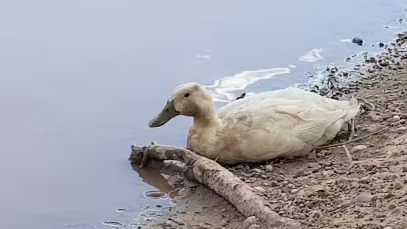 Parowan Pond - Parowan, UT