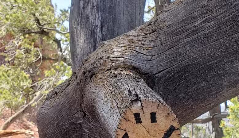 Valentine Peak Trail Head - Parowan, UT