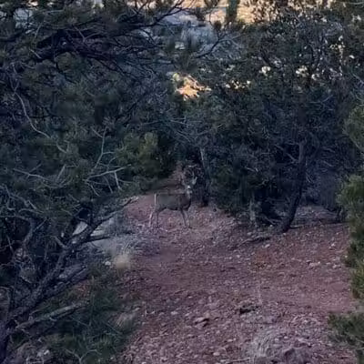 Valentine Peak Trail Head - Parowan, UT