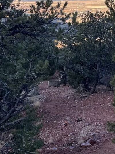Valentine Peak Trail Head - Parowan, UT