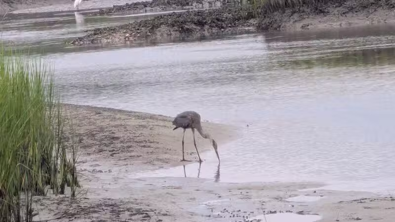 Pawleys Island Nature Park - Pawleys Island, SC