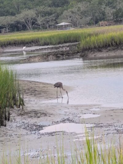 Pawleys Island Nature Park - Pawleys Island, SC