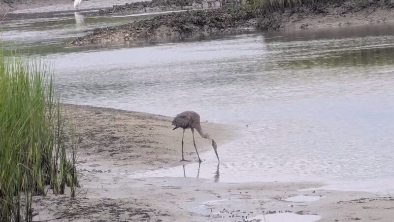 Pawleys Island Nature Park - Pawleys Island, SC