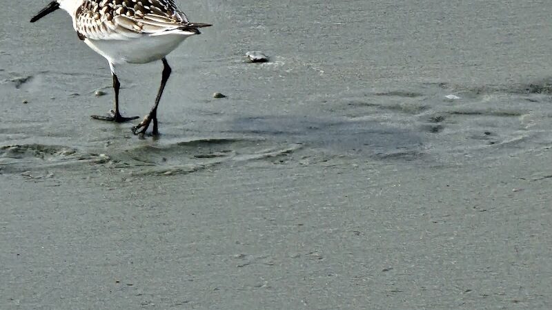 2nd Street Public Beach Access - Pawleys Island, SC