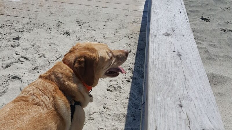 Front Beach Access - Pawleys Island, SC