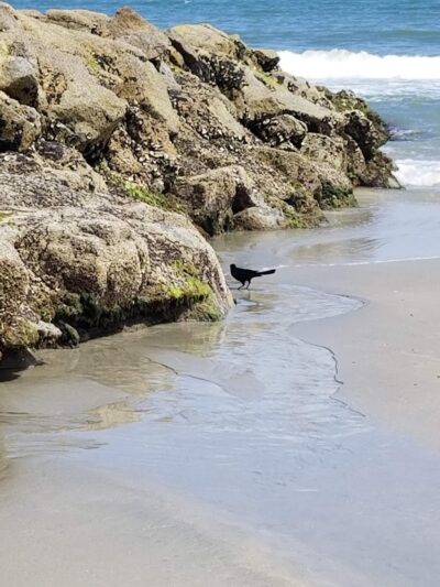 Pawley's Island parking lot South - Pawleys Island, SC