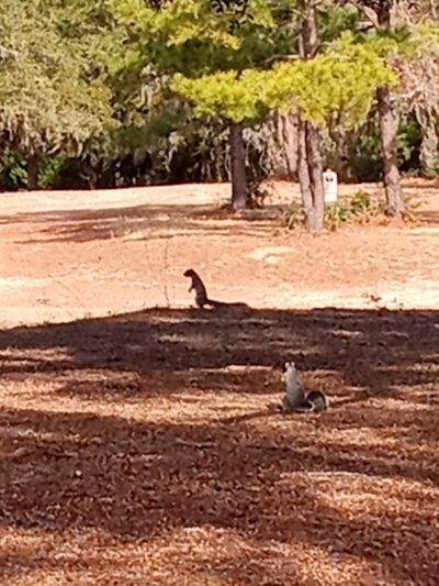 Stables Park - Pawleys Island, SC