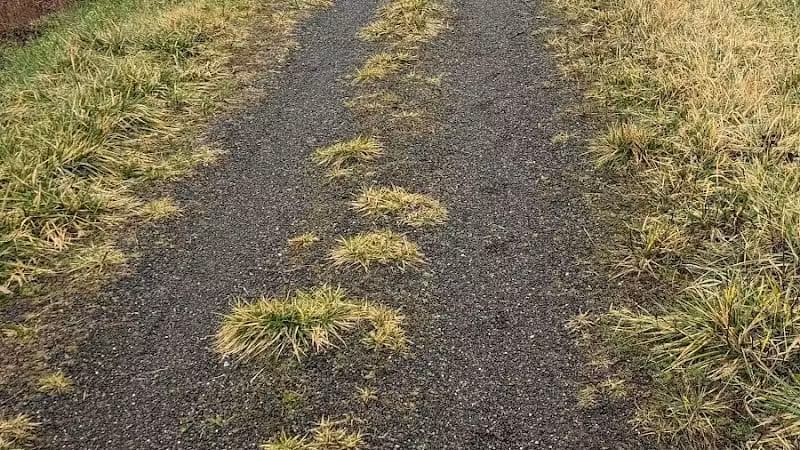 Willapa Hills State Park Trail - Pe Ell Trailhead - Pe Ell, WA