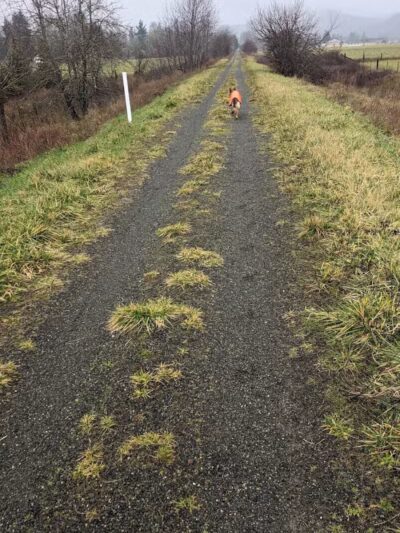 Willapa Hills State Park Trail - Pe Ell Trailhead - Pe Ell, WA