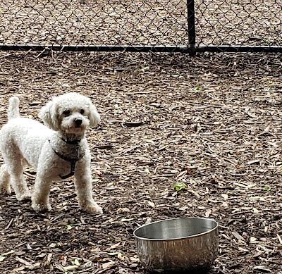 Peekskill Dog Park - Peekskill, NY