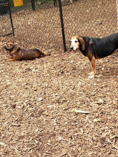 Peekskill Dog Park - Peekskill, NY