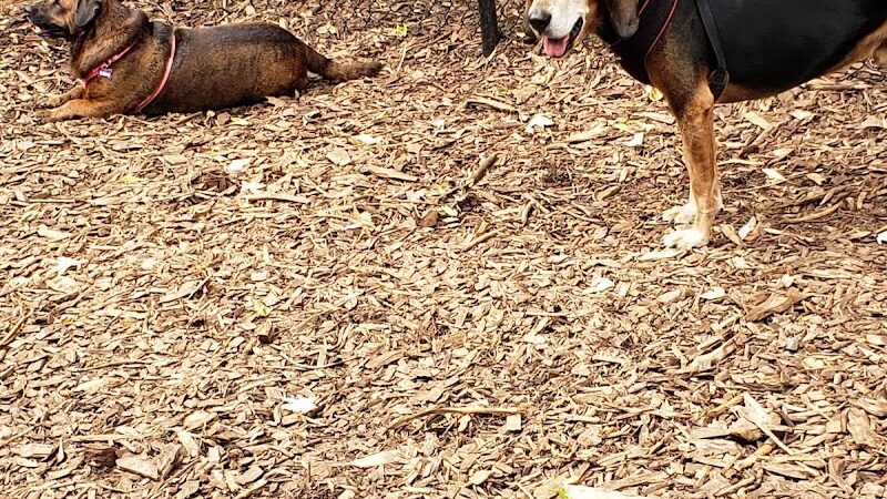 Peekskill Dog Park - Peekskill, NY