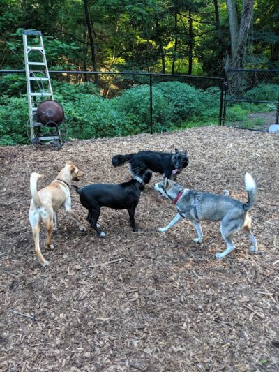 Peekskill Dog Park - Peekskill, NY