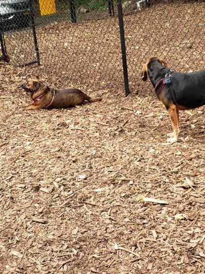 Peekskill Dog Park - Peekskill, NY