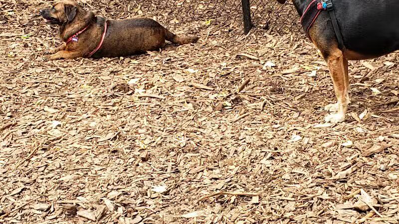 Peekskill Dog Park - Peekskill, NY