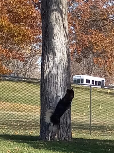 Happy Tails Dog Park - Pekin, IL