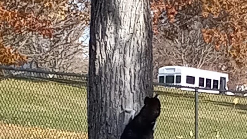 Happy Tails Dog Park - Pekin, IL