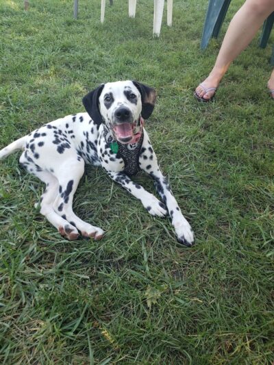 Happy Tails Dog Park - Pekin, IL