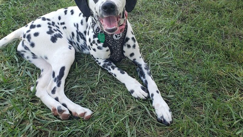 Happy Tails Dog Park - Pekin, IL