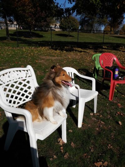 Happy Tails Dog Park - Pekin, IL